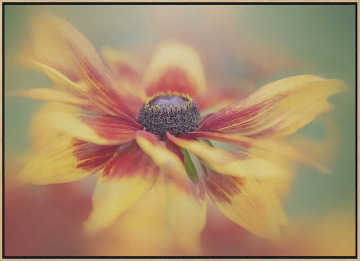Golden Summer Bloom - Floral Photographic Stretched Canvas Poster or Fine Art Print