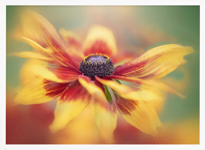 Golden Summer Bloom - Floral Photographic Stretched Canvas Poster or Fine Art Print