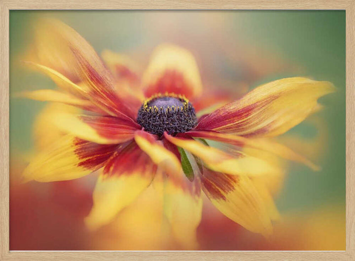 Golden Summer Bloom - Floral Photographic Stretched Canvas Poster or Fine Art Print