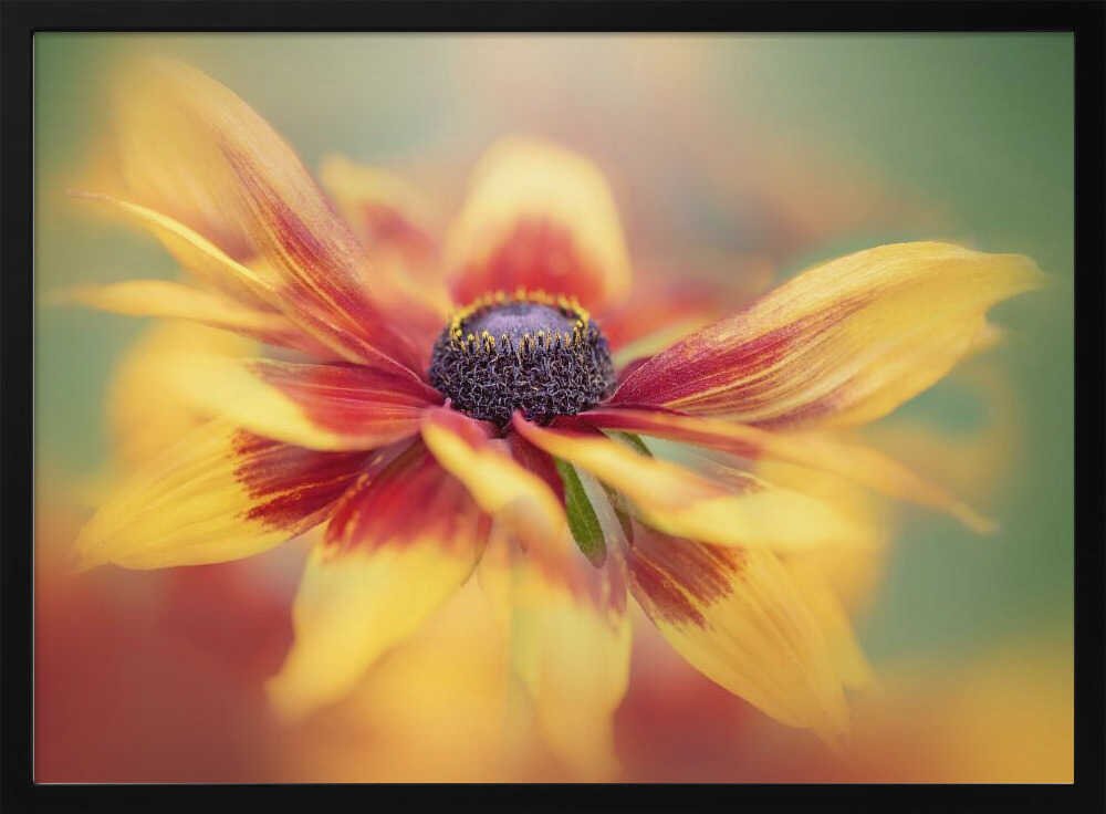 Golden Summer Bloom - Floral Photographic Stretched Canvas Poster or Fine Art Print
