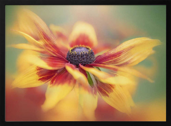 Golden Summer Bloom - Floral Photographic Stretched Canvas Poster or Fine Art Print