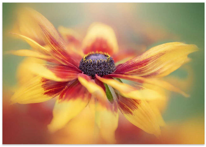 Golden Summer Bloom - Floral Photographic Stretched Canvas Poster or Fine Art Print