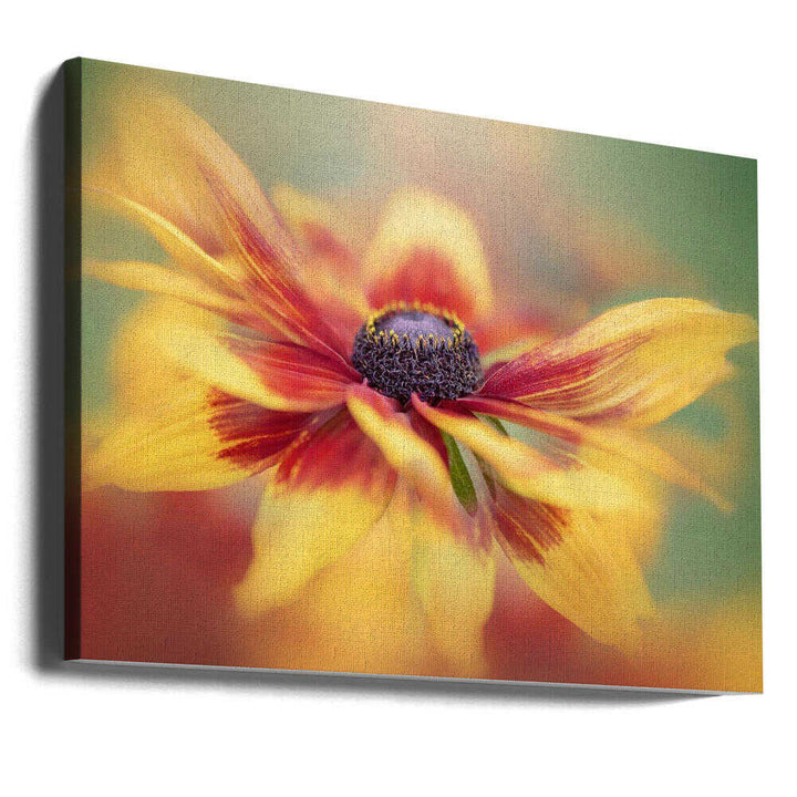 Golden Summer Bloom - Floral Photographic Stretched Canvas Poster or Fine Art Print