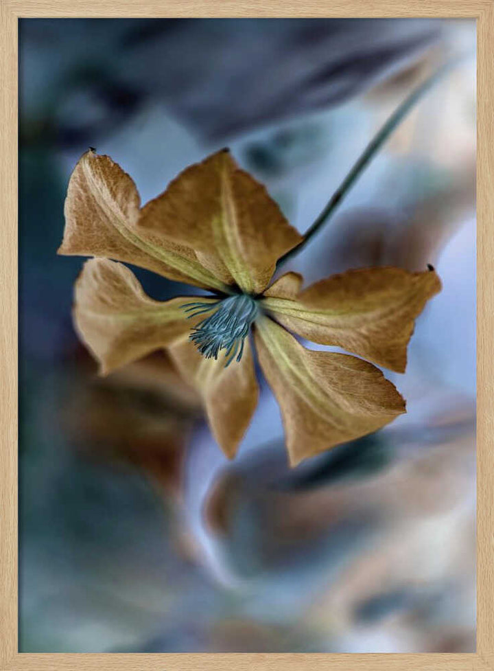 Golden Teal Bloom - Floral Photographic Stretched Canvas Poster or Fine Art Print