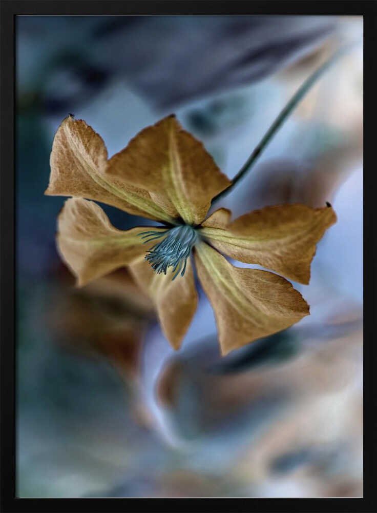 Golden Teal Bloom - Floral Photographic Stretched Canvas Poster or Fine Art Print