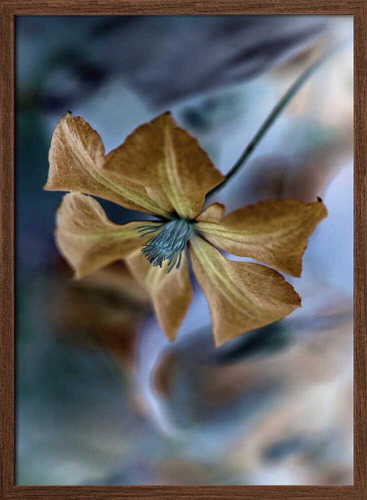 Golden Teal Bloom - Floral Photographic Stretched Canvas Poster or Fine Art Print