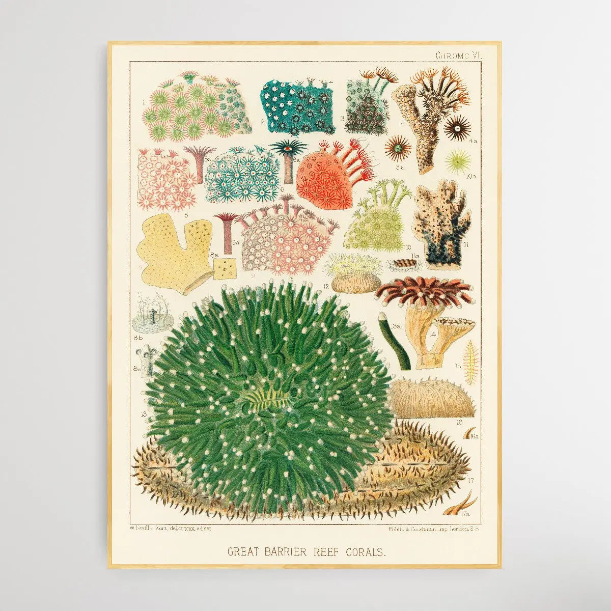 Great Barrier Reef Corals I by William Saville-Kent (1845-1908) - I Heart Wall Art