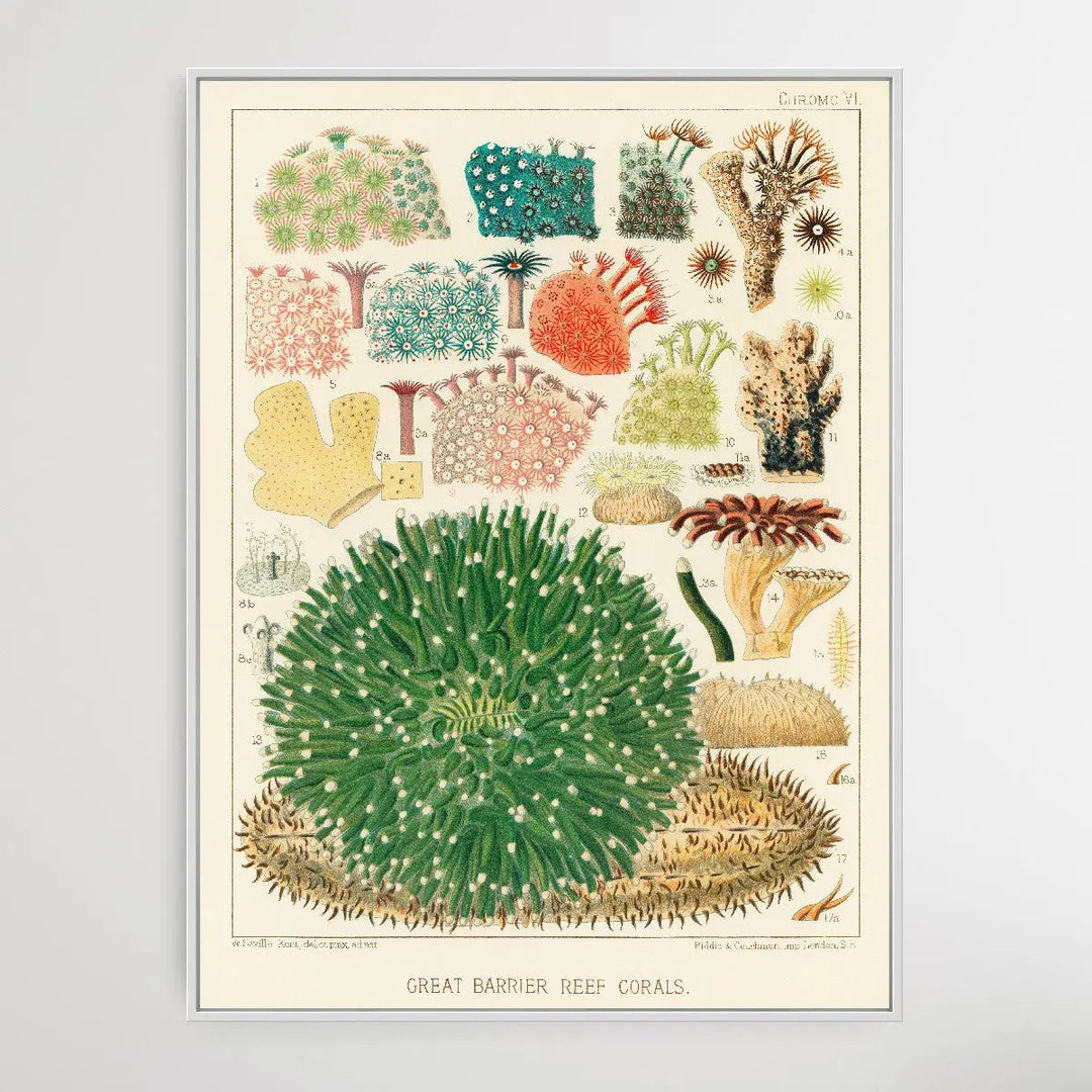 Great Barrier Reef Corals I by William Saville-Kent (1845-1908) - I Heart Wall Art
