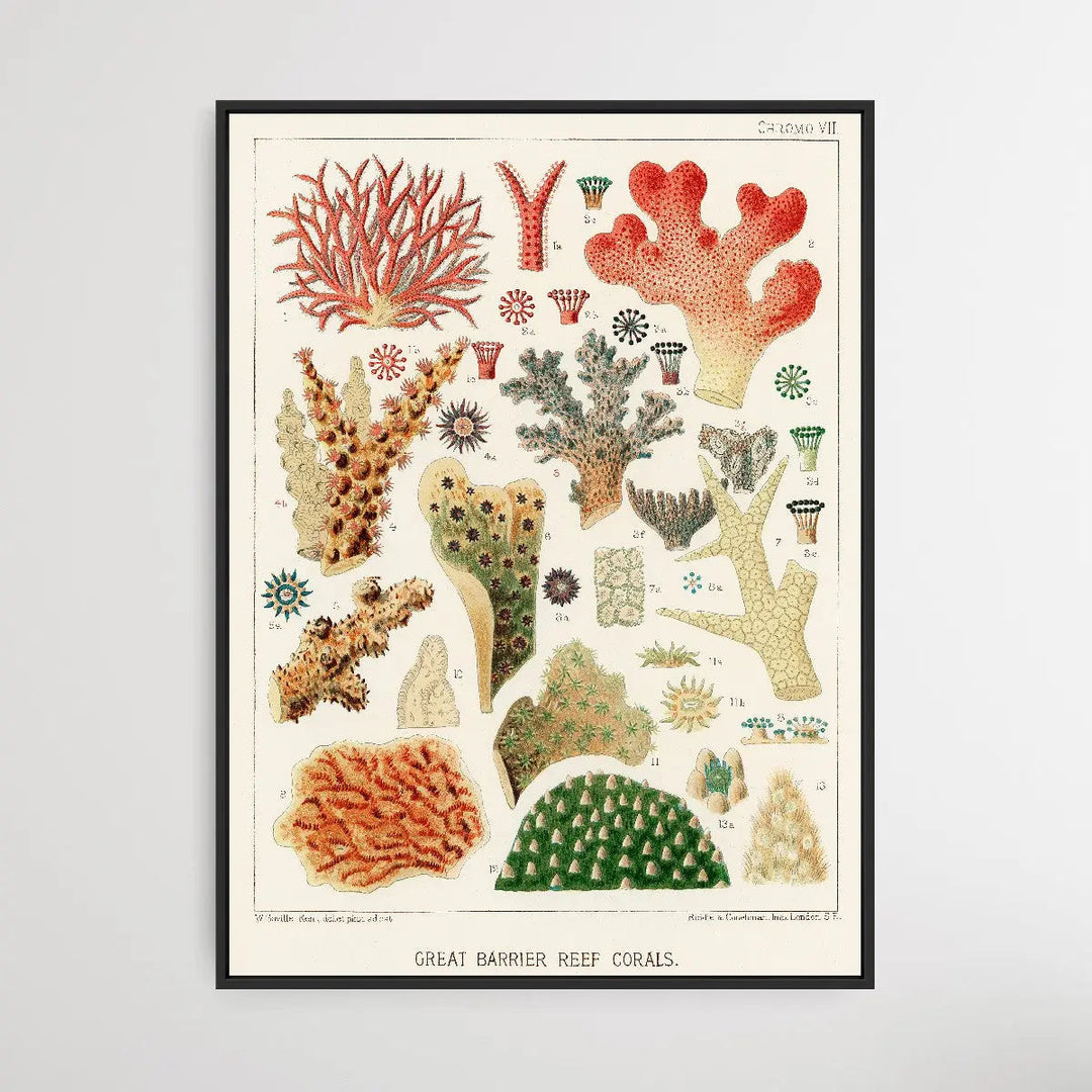 Great Barrier Reef Corals IV by William Saville-Kent (1845-1908) - I Heart Wall Art