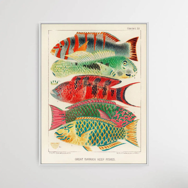 Great Barrier Reef Fishes by William Saville-Kent (1845-1908) - I Heart Wall Art