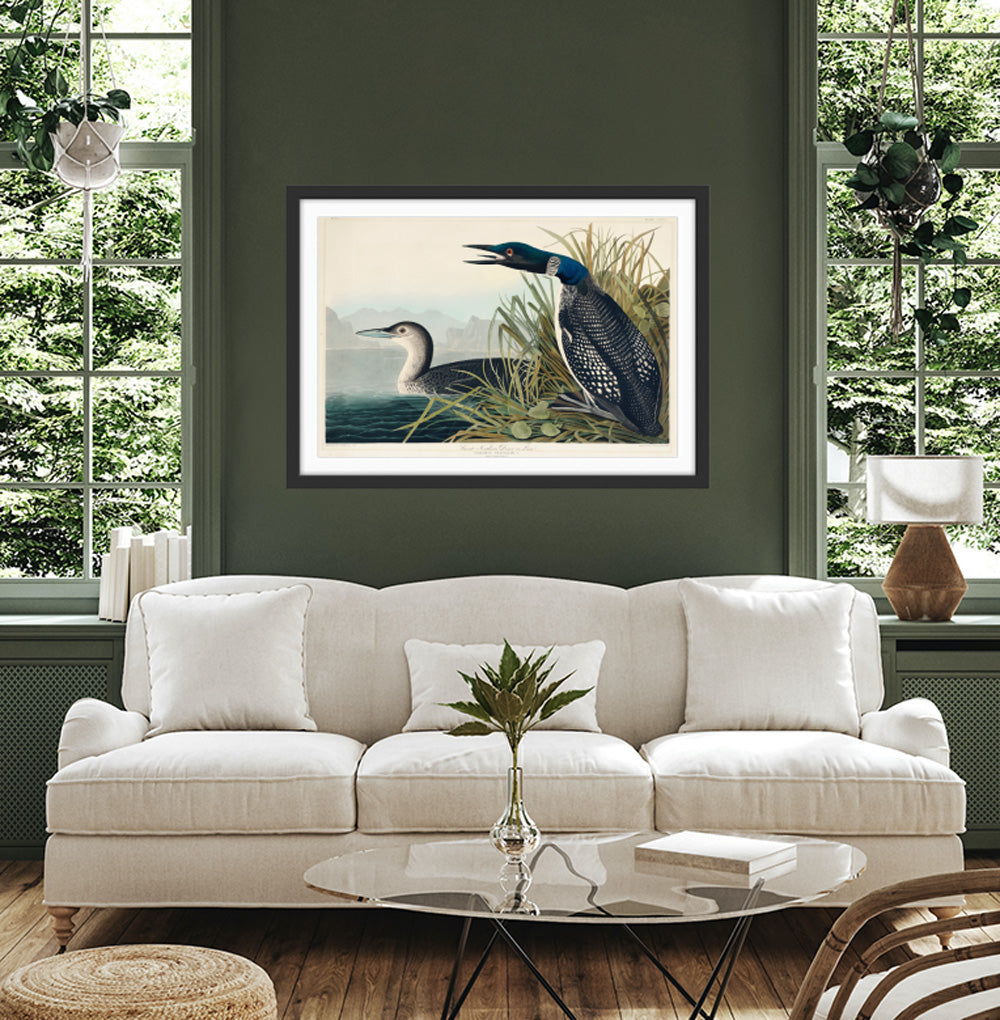 Great Northern Diver or Loon by John Woodhouse Audubon - American Natural History Stretched Canvas