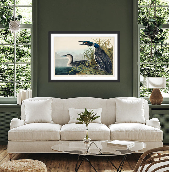Great Northern Diver or Loon by John Woodhouse Audubon - American Natural History Stretched Canvas
