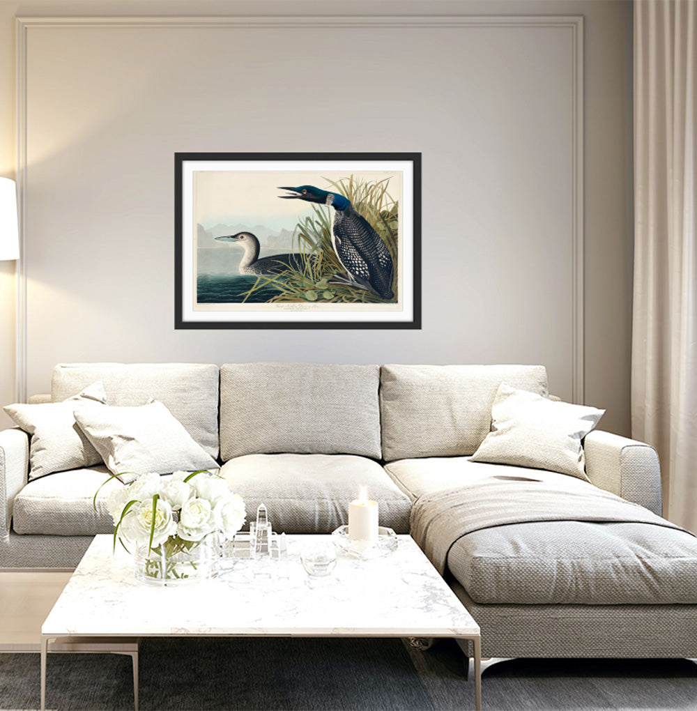 Great Northern Diver or Loon by John Woodhouse Audubon - American Natural History Stretched Canvas