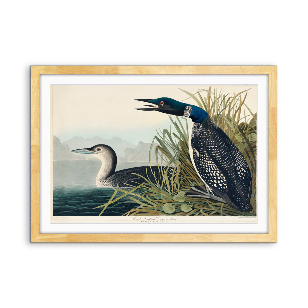 Great Northern Diver or Loon by John Woodhouse Audubon - American Natural History Stretched Canvas