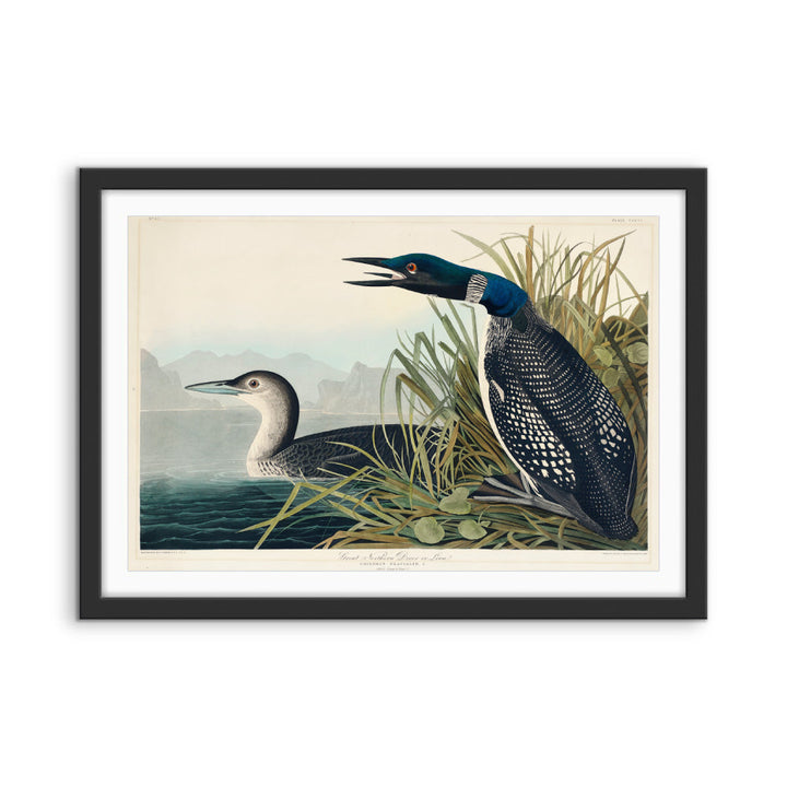 Great Northern Diver or Loon by John Woodhouse Audubon - American Natural History Stretched Canvas