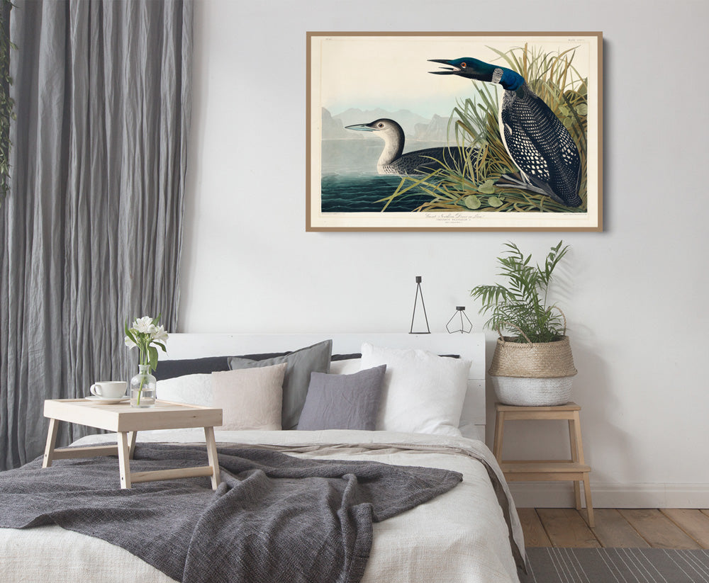 Great Northern Diver or Loon by John Woodhouse Audubon - American Natural History Stretched Canvas