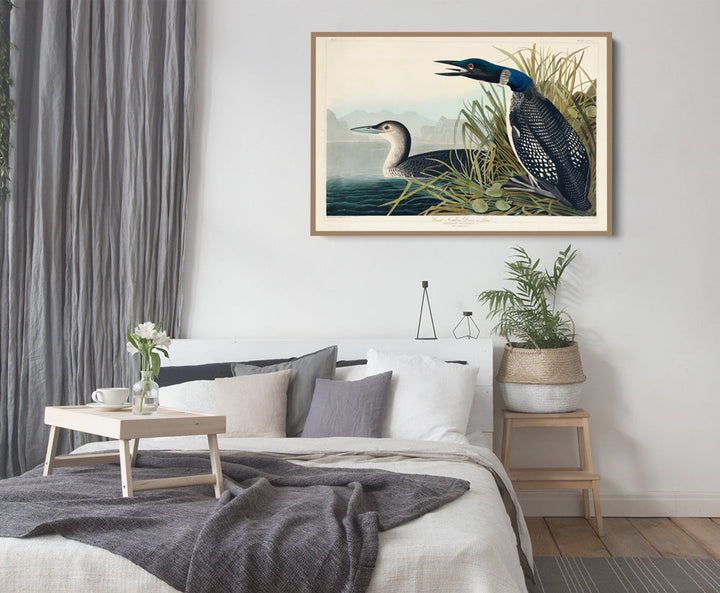 Great Northern Diver or Loon by John Woodhouse Audubon - American Natural History Stretched Canvas