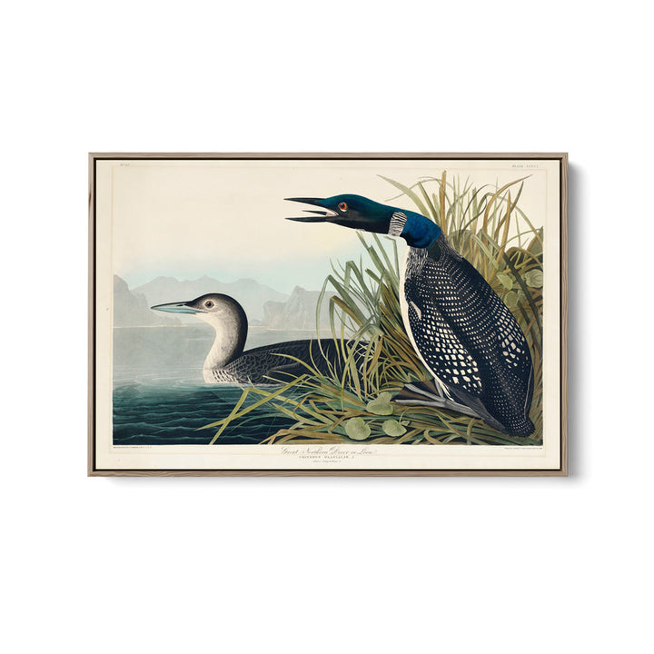 Great Northern Diver or Loon by John Woodhouse Audubon - American Natural History Stretched Canvas