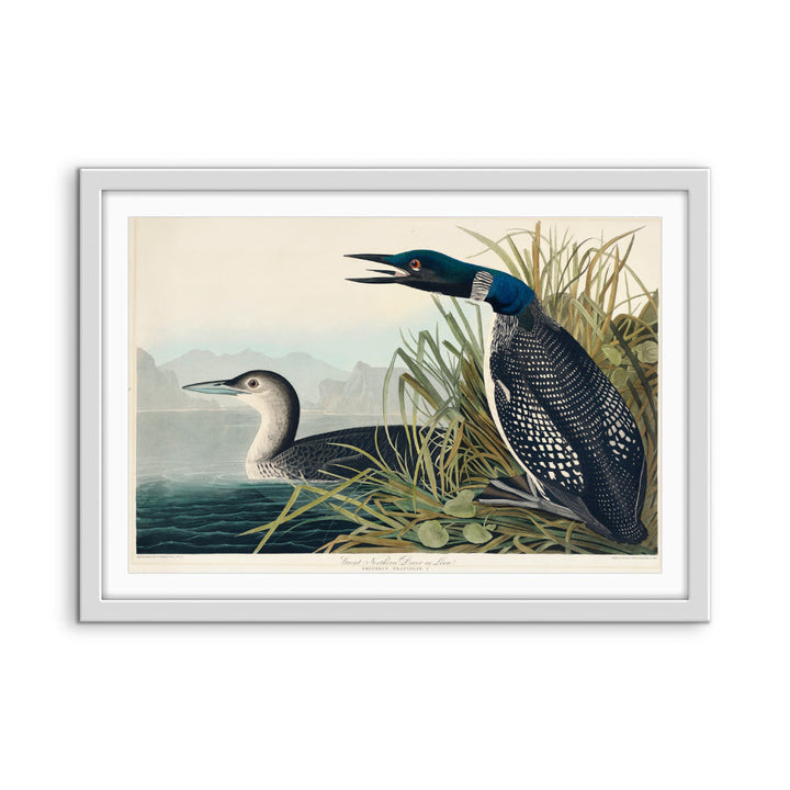 Great Northern Diver or Loon by John Woodhouse Audubon - American Natural History Stretched Canvas