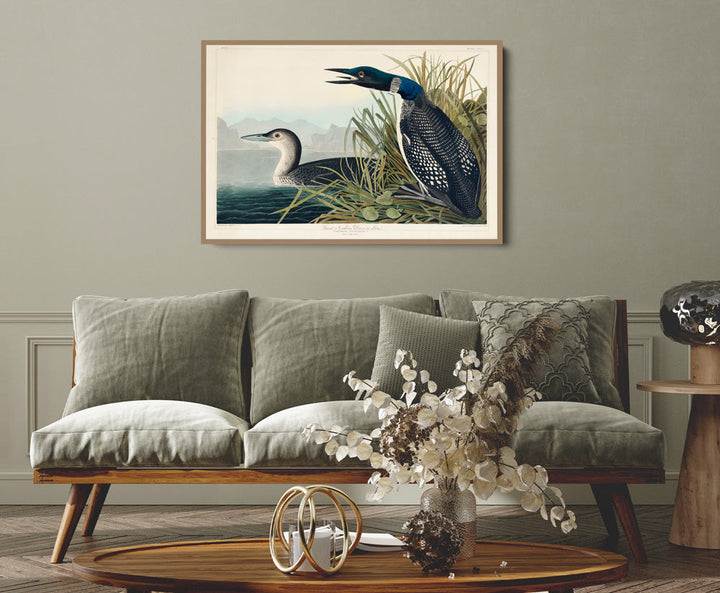 Great Northern Diver or Loon by John Woodhouse Audubon - American Natural History Stretched Canvas