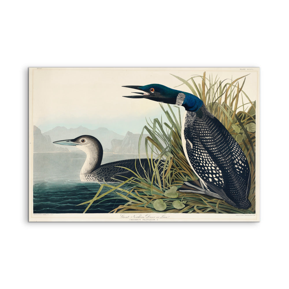 Great Northern Diver or Loon by John Woodhouse Audubon - American Natural History Stretched Canvas