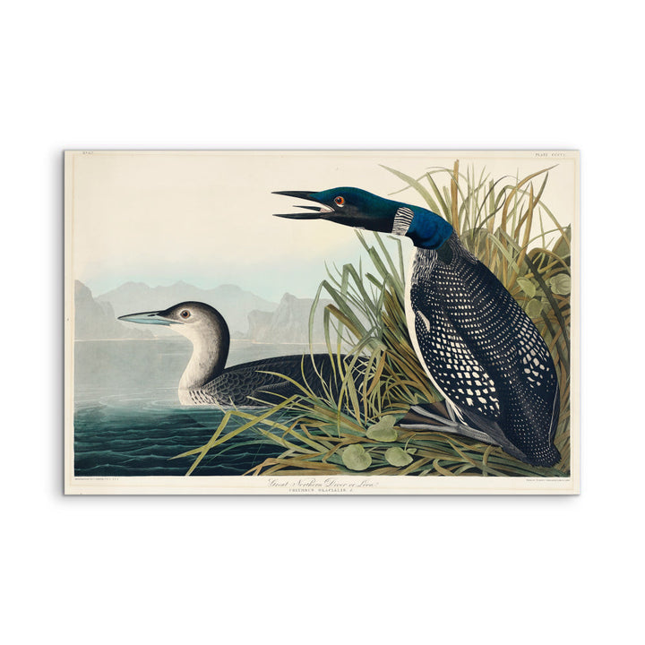 Great Northern Diver or Loon by John Woodhouse Audubon - American Natural History Stretched Canvas