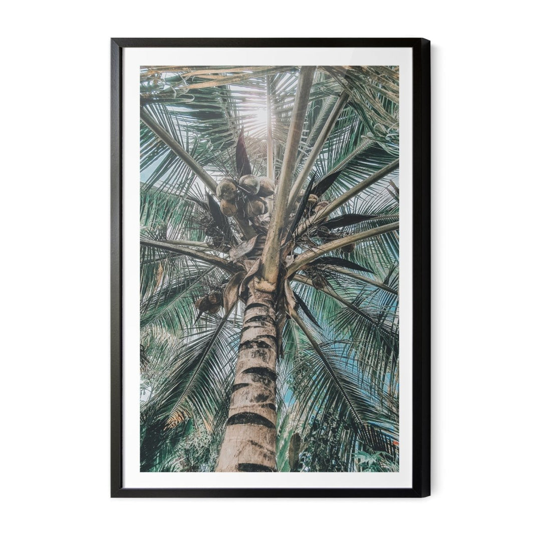Green Fronds II - Coastal Palm Photographic Art / Stretched Canvas Print - I Heart Wall Art - Poster Print, Canvas Print or Framed Art Print