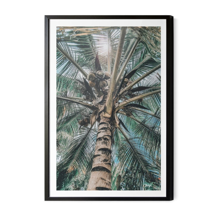 Green Fronds II - Coastal Palm Photographic Art / Stretched Canvas Print - I Heart Wall Art - Poster Print, Canvas Print or Framed Art Print