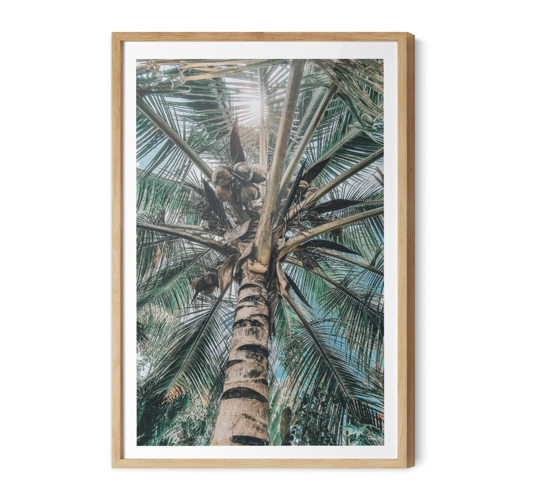 Green Fronds II - Coastal Palm Photographic Art / Stretched Canvas Print - I Heart Wall Art - Poster Print, Canvas Print or Framed Art Print
