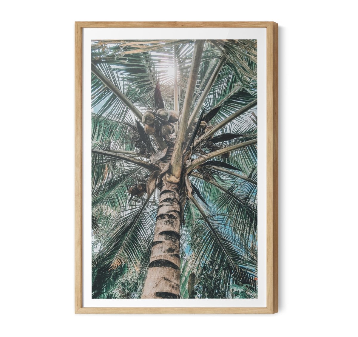Green Fronds II - Coastal Palm Photographic Art / Stretched Canvas Print - I Heart Wall Art - Poster Print, Canvas Print or Framed Art Print