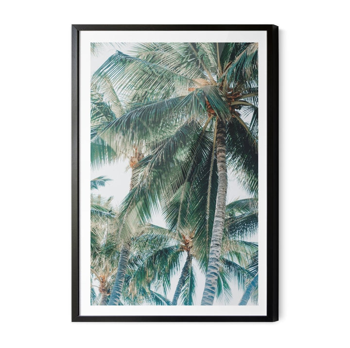 Green Fronds III - Coastal Palm Photographic Art / Stretched Canvas Print - I Heart Wall Art - Poster Print, Canvas Print or Framed Art Print