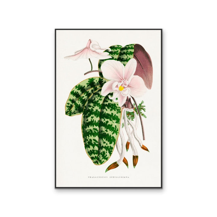 Green Phalaenopsis Schilleriana - Vintage Orchid Illustration, Stretched Canvas, Wall Art Print I Heart Wall Art Australia