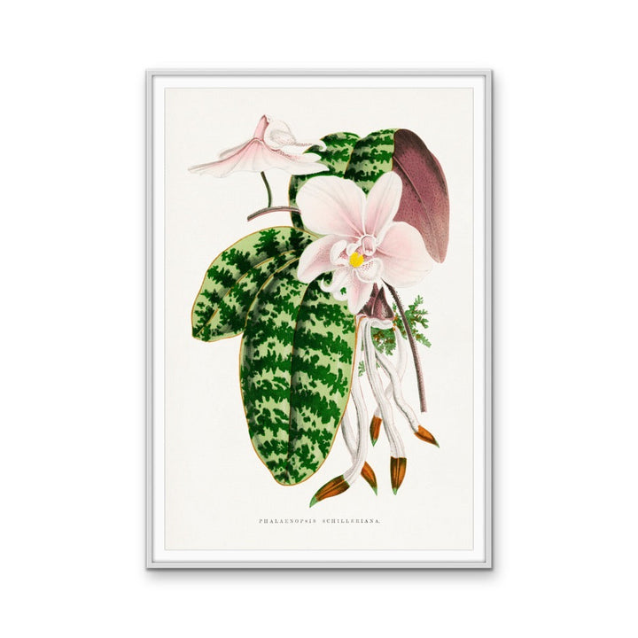 Green Phalaenopsis Schilleriana - Vintage Orchid Illustration, Stretched Canvas, Wall Art Print I Heart Wall Art Australia