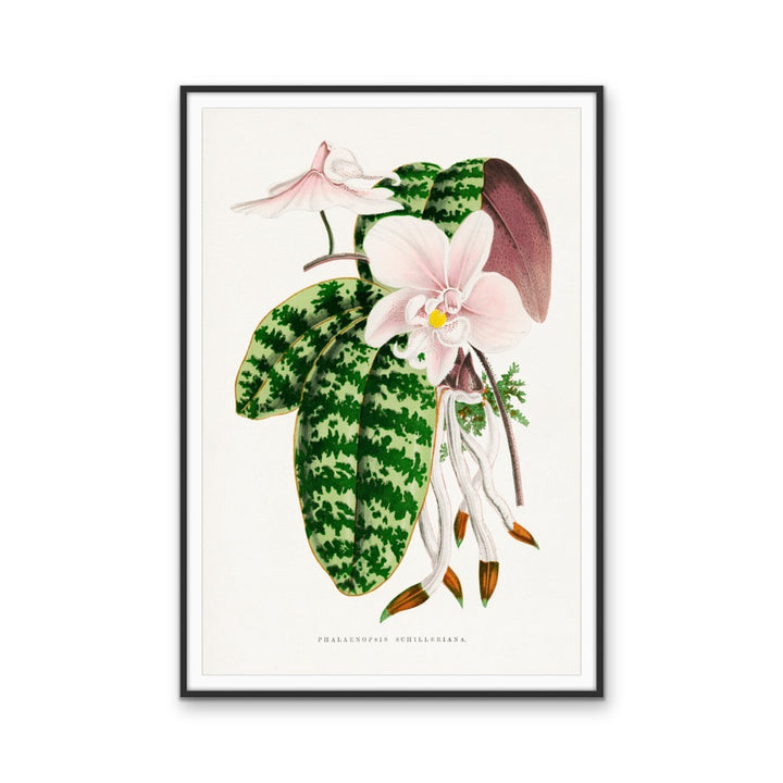 Green Phalaenopsis Schilleriana - Vintage Orchid Illustration, Stretched Canvas, Wall Art Print I Heart Wall Art Australia