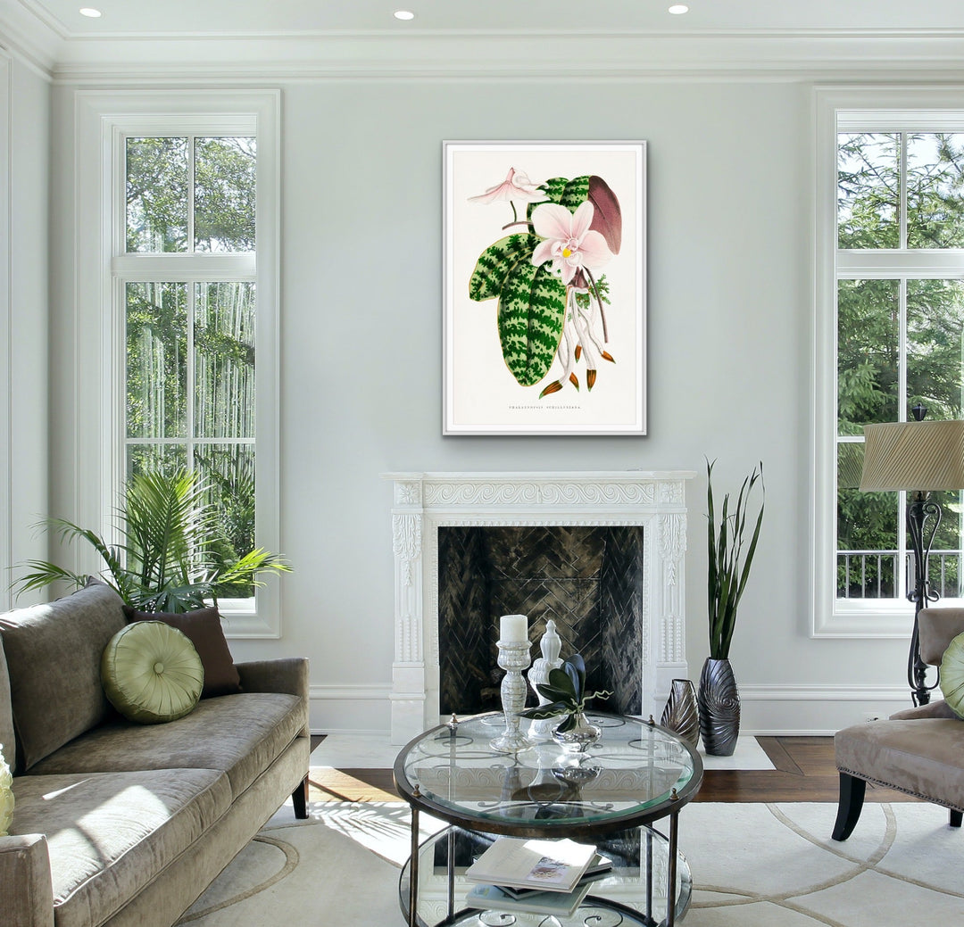 Green Phalaenopsis Schilleriana - Vintage Orchid Illustration, Stretched Canvas, Wall Art Print I Heart Wall Art Australia