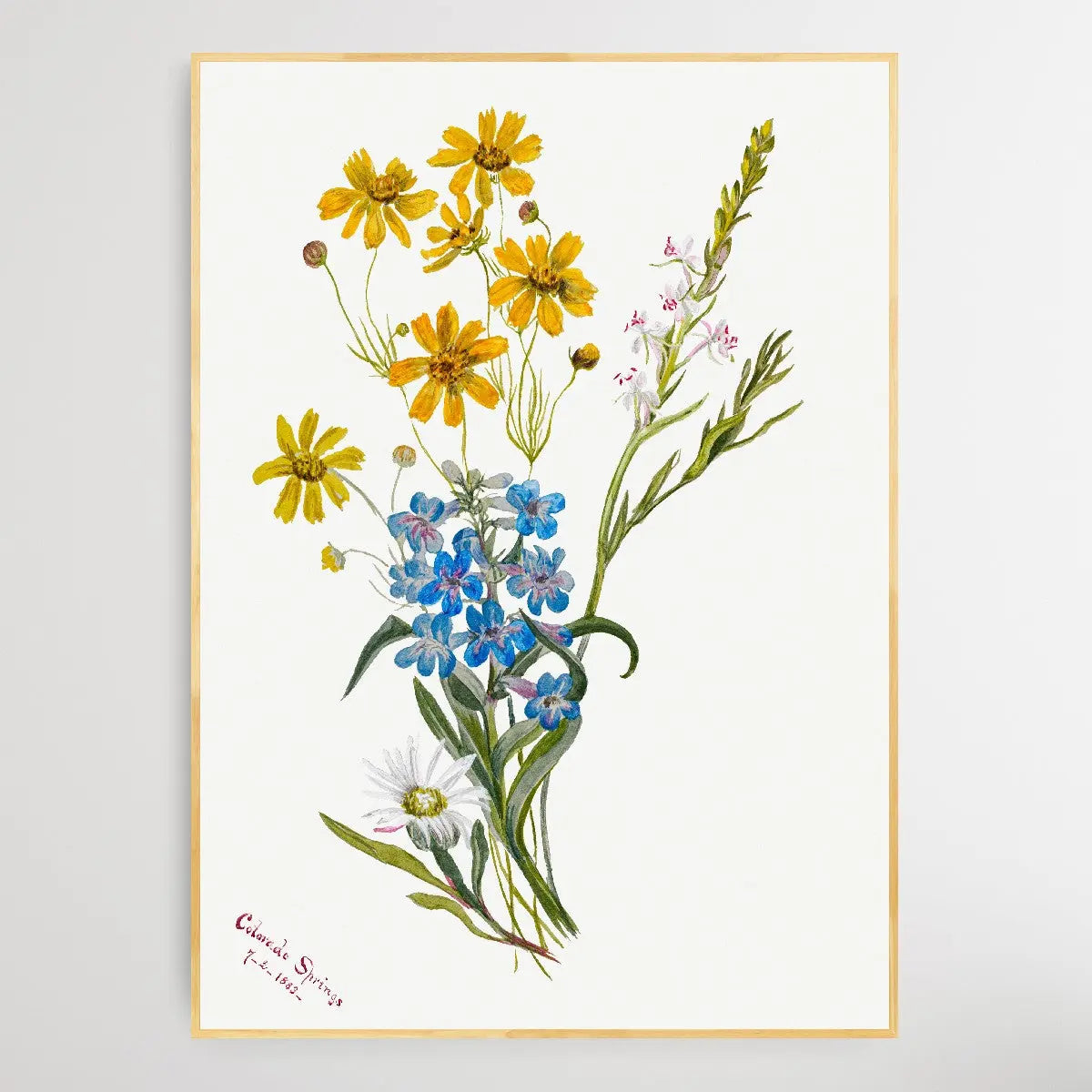 Group of Flowers (1883) by Mary Vaux Walcott I Heart Wall Art Australia 