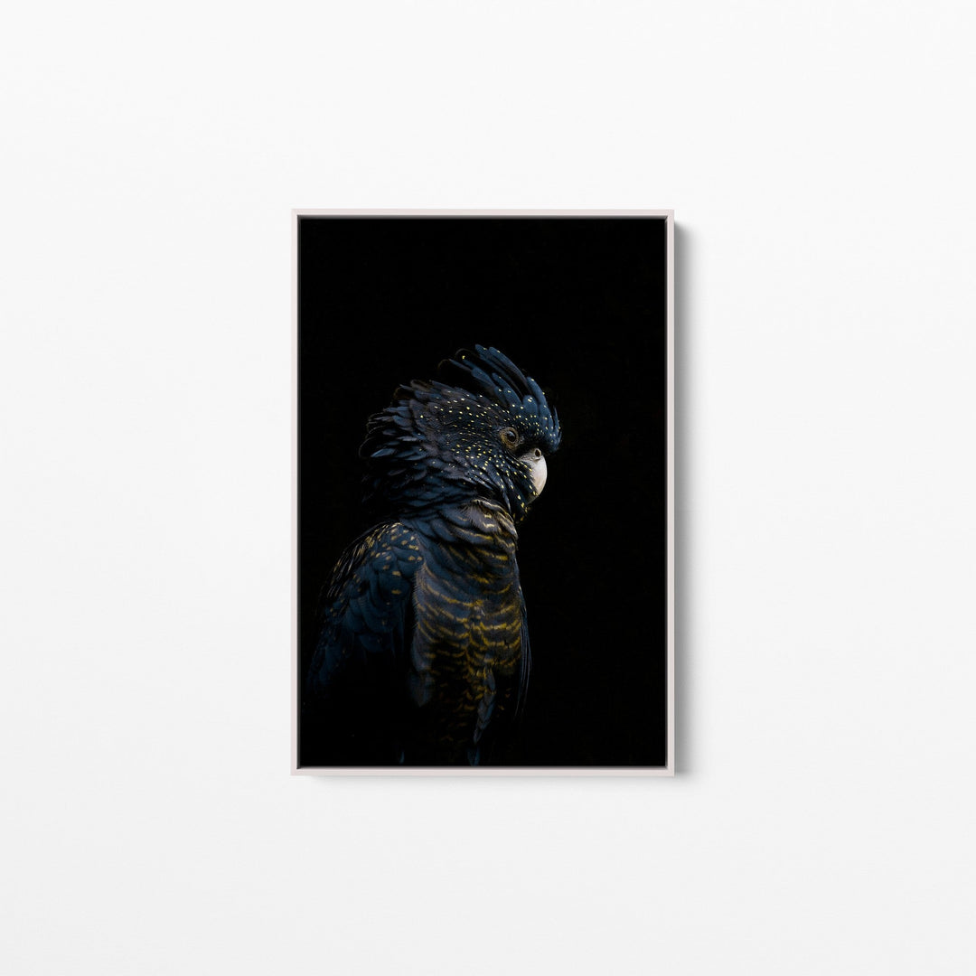 Guardian Black Cockatoo - Art Print Stretched Canvas Wall Art - I Heart Wall Art