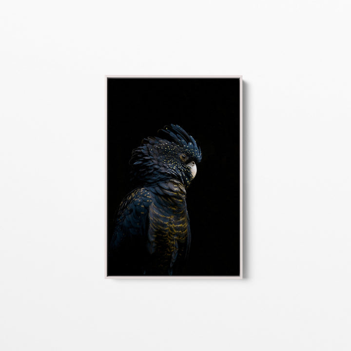 Guardian Black Cockatoo - Art Print Stretched Canvas Wall Art - I Heart Wall Art