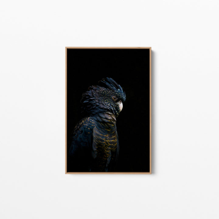 Guardian Black Cockatoo - Art Print Stretched Canvas Wall Art - I Heart Wall Art