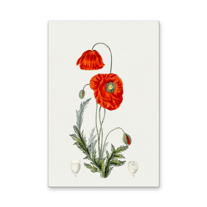 Hand Drawn Red Poppy - Botanical Illustration Stretched Canvas or Wall Art Print - I Heart Wall Art - Poster Print, Canvas Print or Framed Art Print