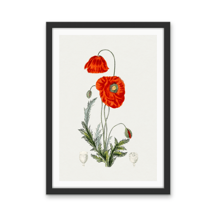 Hand Drawn Red Poppy - Botanical Illustration Stretched Canvas or Wall Art Print - I Heart Wall Art - Poster Print, Canvas Print or Framed Art Print