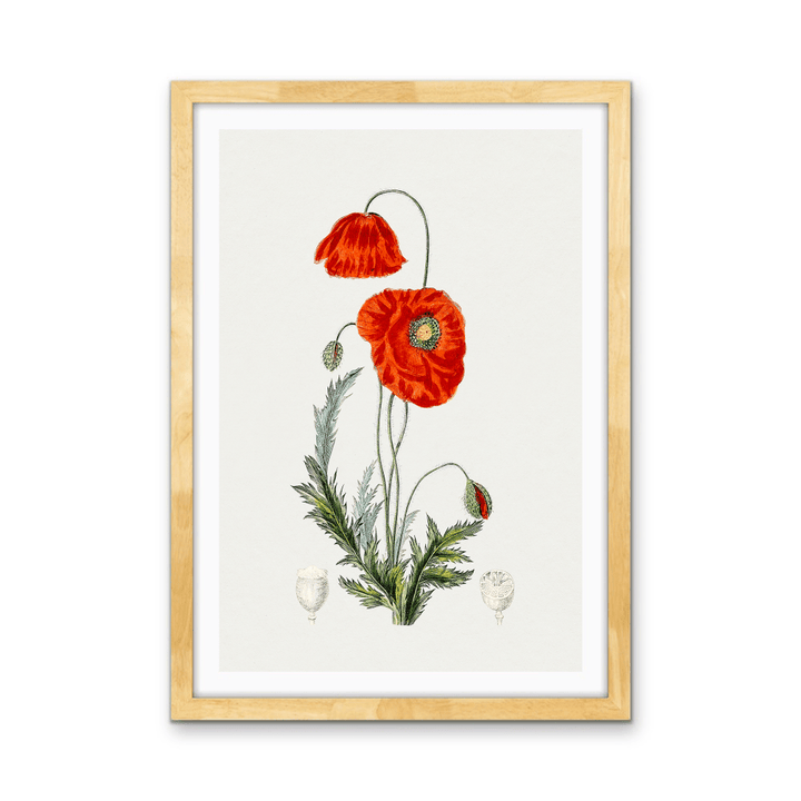 Hand Drawn Red Poppy - Botanical Illustration Stretched Canvas or Wall Art Print - I Heart Wall Art - Poster Print, Canvas Print or Framed Art Print