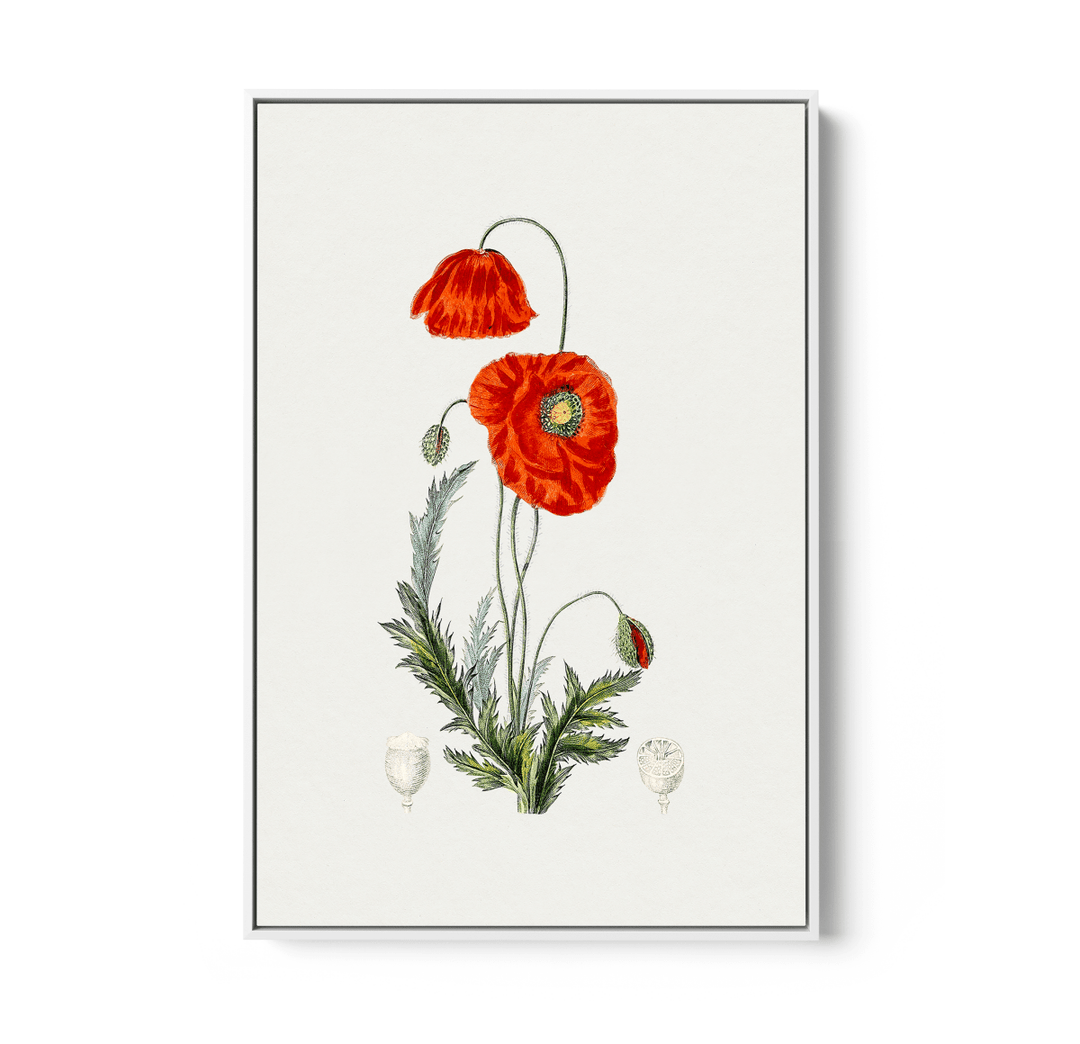 Hand Drawn Red Poppy - Botanical Illustration Stretched Canvas or Wall Art Print - I Heart Wall Art - Poster Print, Canvas Print or Framed Art Print