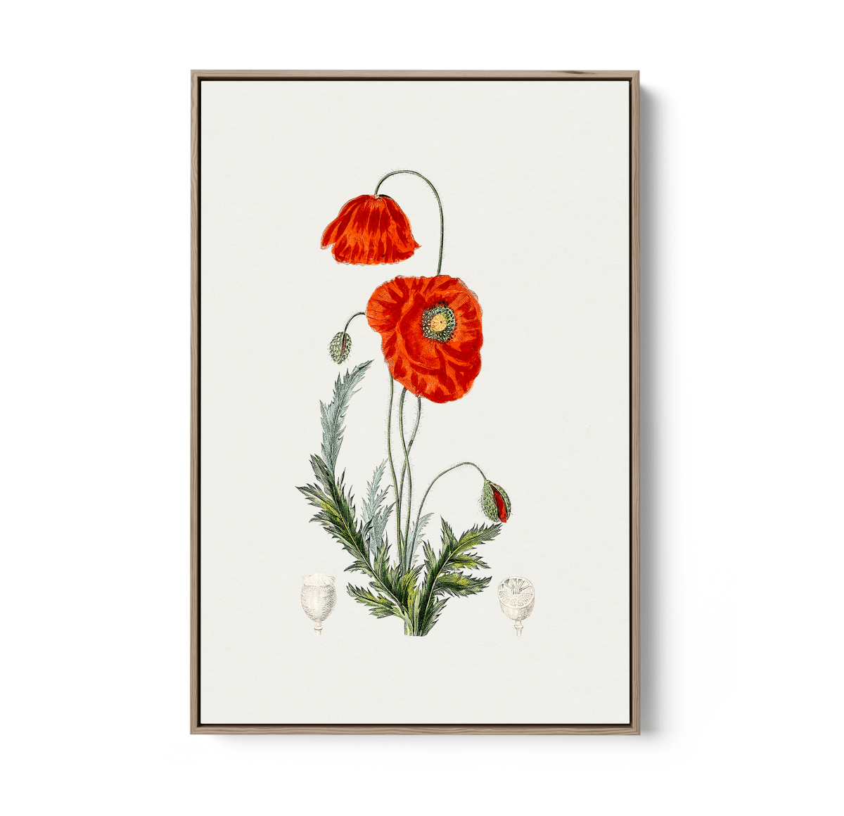 Hand Drawn Red Poppy - Botanical Illustration Stretched Canvas or Wall Art Print - I Heart Wall Art - Poster Print, Canvas Print or Framed Art Print