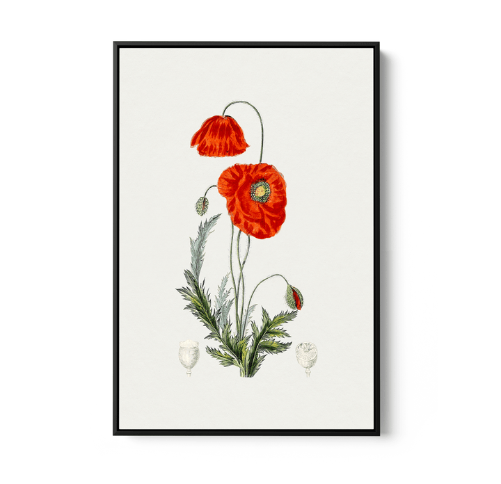 Hand Drawn Red Poppy - Botanical Illustration Stretched Canvas or Wall Art Print - I Heart Wall Art - Poster Print, Canvas Print or Framed Art Print