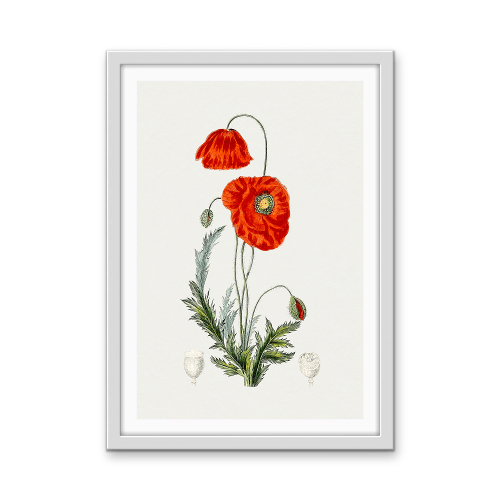 Hand Drawn Red Poppy - Botanical Illustration Stretched Canvas or Wall Art Print - I Heart Wall Art - Poster Print, Canvas Print or Framed Art Print