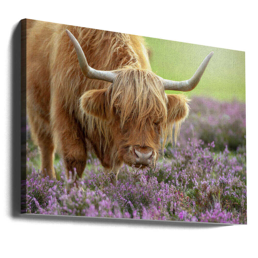 Highland Cow in Heather - Floral Photographic Stretched Canvas Poster or Fine Art Print