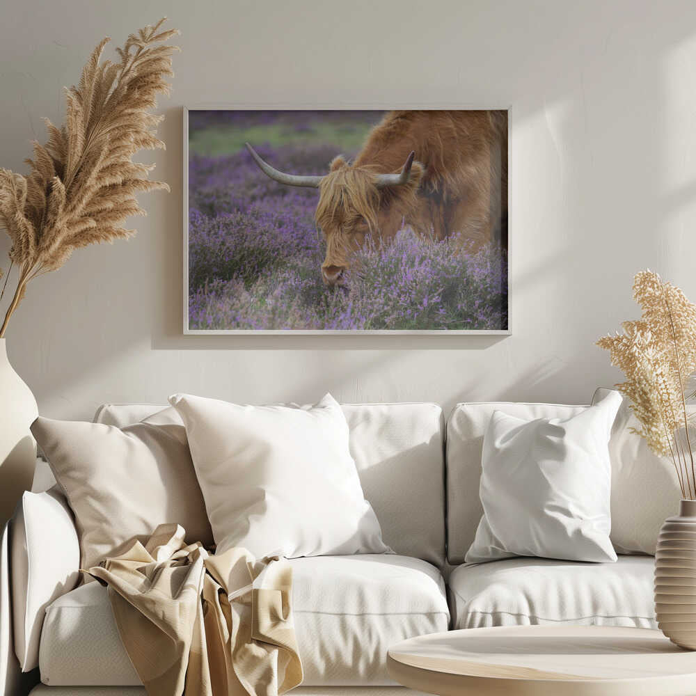 Highland Cow in Heather - Floral Photographic Stretched Canvas Poster or Fine Art Print