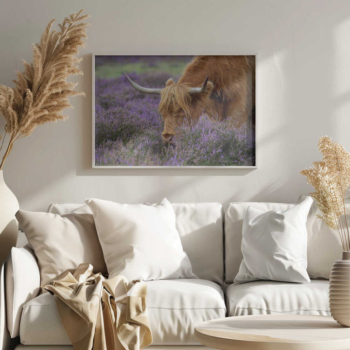 Highland Cow in Heather - Floral Photographic Stretched Canvas Poster or Fine Art Print