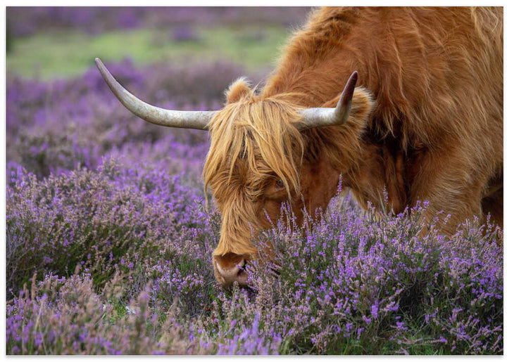 Highland Cow in Heather - Floral Photographic Stretched Canvas Poster or Fine Art Print